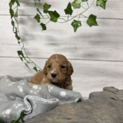 Cockapoo M4 Donalda (3)