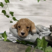 Cockapoo M4 Donalda (4)