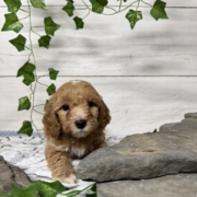 Cockapoo M4 Donalda 7 (1)