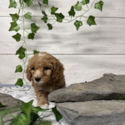 Cockapoo M4 Donalda 7 (2)