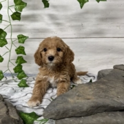 Cockapoo M4 Donalda 7 (3)