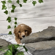 Cockapoo M4 Donalda 7 (4)