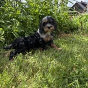 Cockapoo M4 Esmeralda 7 (1)