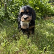 Cockapoo M4 Esmeralda 7 (2)