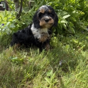 Cockapoo M4 Esmeralda 7 (3)