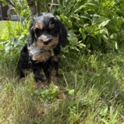 Cockapoo M4 Esmeralda 7 (4)