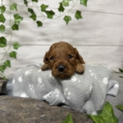 Cockapoo M4 Tesla (1)