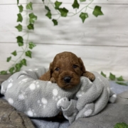 Cockapoo M4 Tesla (2)