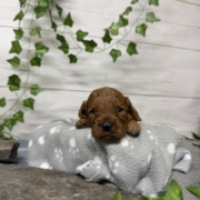 Cockapoo M4 Tesla (3)