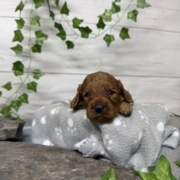 Cockapoo M4 Tesla (4)