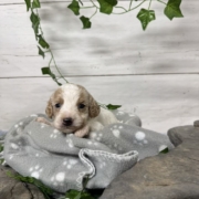 Cockapoo M5 Donalda (1)