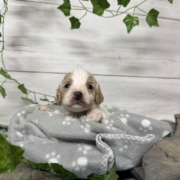 Cockapoo M5 Donalda (2)