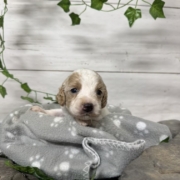 Cockapoo M5 Donalda (3)