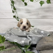 Cockapoo M5 Donalda (4)