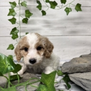 Cockapoo M5 Donalda 7 (1)