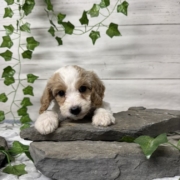 Cockapoo M5 Donalda 7 (2)