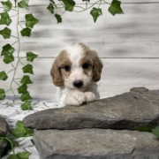 Cockapoo M5 Donalda 7 (3)