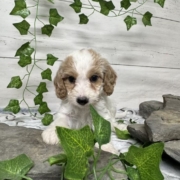 Cockapoo M5 Donalda 7 (4)