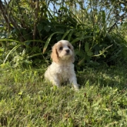 Cockapoo M5 Tesla 7 (3)