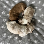 Cockapoo Mâles Billie (1)
