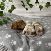 Cockapoo Mâles Billie (2)