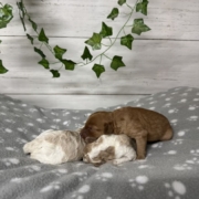 Cockapoo Mâles Billie (3)