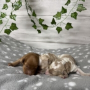 Cockapoo Mâles Billie (4)
