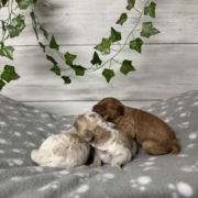 Cockapoo Mâles Billie (5)