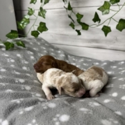 Cockapoo Mâles Billie (6)