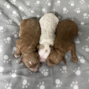 Cockapoo Mâles Killy (1)