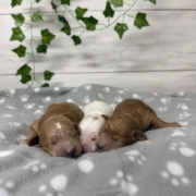 Cockapoo Mâles Killy (2)