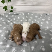 Cockapoo Mâles Killy (3)