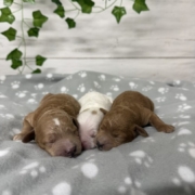 Cockapoo Mâles Killy (4)