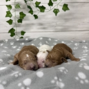 Cockapoo Mâles Killy (5)
