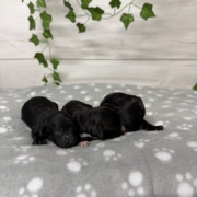 Cockapoo Mâles Sasha (2)