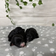 Cockapoo Mâles Sasha (4)