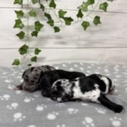 Cockapoo Mâles Winnie (1)