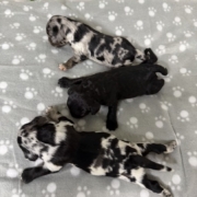 Cockapoo Mâles Winnie (2)