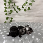 Cockapoo Mâles Winnie (3)