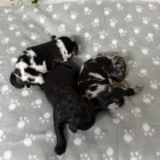 Cockapoo Mâles Winnie (4)