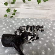Cockapoo Mâles Winnie (5)