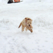 Cockapoo dans la neige