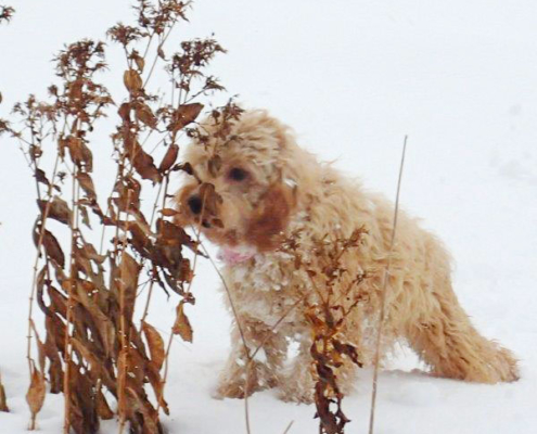 Cockapoo dans la neige