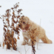 Cockapoo dans la neige