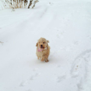 Cockapoo dans la neige