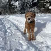 Cockapoo roux dans la neige