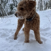 Cockapoo roux dans la neige