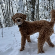 Cockapoo roux dans la neige