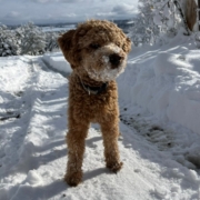 Cockapoo roux dans la neige