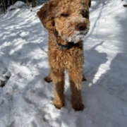 Cockapoo roux dans la neige